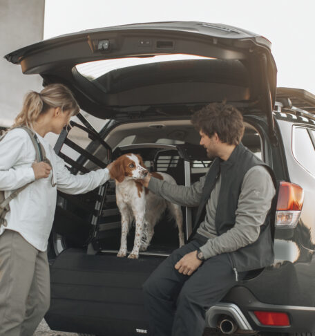 Accesorios para viajar con mascotas: guía esencial para aventuras seguras en 2026